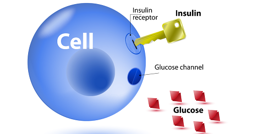 insulin sel gula darah
